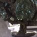 Sgomento a Masainas, crolla l’albero monumentale del paese