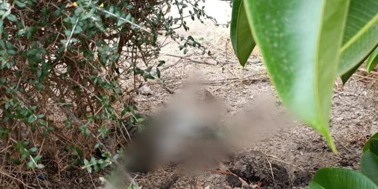 Gatti uccisi da una banda di ragazzini ad Assemini, i cittadini chiedono più telecamere
