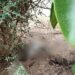 Gatti uccisi da una banda di ragazzini ad Assemini, i cittadini chiedono più telecamere