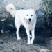 Capoterra, emergenza cani randagi in città, pecore e galline ammazzate da animali incustoditi