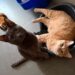 Radio Zampetta Sarda, malata oncologica chiede aiuto per le sue due gattine