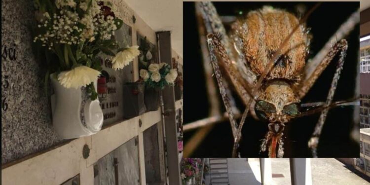 Cagliari, allarme zanzare: chiude il cimitero di San Michele