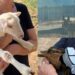 “Disturbano”: Carbonia si mobilita per l’oasi degli animali