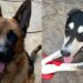 Capoterra, Tari dimezzata per chi adotta un cane: e se raddoppia la tassa viene abolita