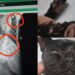 A Carbonia ancora orrore contro gli animali: gattina sparata e abbandonata vicino al fiume, scatta la solidarietà