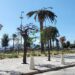 Cagliari, la foresta urbana flop di via Roma sta già morendo: “Gli alberi non sono arredi”