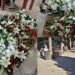 Monserrato, un fiore per tutti i cari estinti in occasione del 2 novembre
