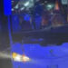 Tifosi lanciano mattoni contro il bus della squadra avversaria alla fine di Rieti-Pistoia: morto l’autista