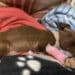 Oristano, cucciolo di pitbull gettato dal finestrino di una macchina in corsa: soccorso da un ragazzo, non è riuscito a salvarsi