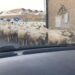 Monserrato, multato il pastore che porta a spasso le pecore in città dopo il VIDEO su Casteddu Online