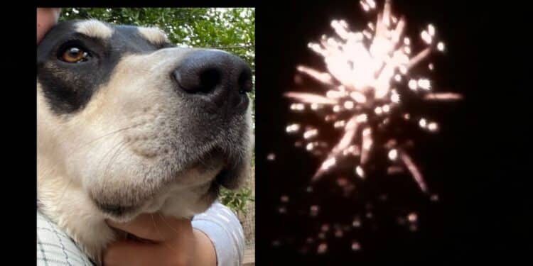 Sardara, niente fuochi d’artificio per Santa Anastasia: i fondi andranno al canile