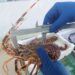 Cagliari, la Guardia costiera contro la pesca irregolare: sequestrate oltre 7 tonnellate di prodotti ittici, sanzioni per 30 mila euro