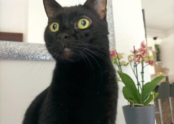 E’ la giornata mondiale del gatto nero, contro superstizione e maltrattamenti