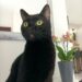 E’ la giornata mondiale del gatto nero, contro superstizione e maltrattamenti