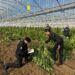 Scoperta una maxi piantagione di marijuana a Monastir: arrestate sei persone