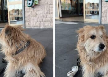 Il padrone Renè scompare a Cagliari, il suo cane ritrovato in Liguria