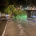 Cagliari, crolla un albero enorme in viale Fra Ignazio: “Sfiorate diverse auto per un soffio, Comune ko sul verde”