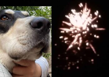Benessere di cittadini e animali, Capoterra dice no a botti e fuochi d’artificio a Capodanno