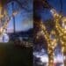 Alberi assediati dalle luminarie ad Assemini, Bacchetta avverte: “Non sono oggetti d’arredo”