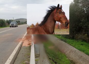 Ussana, fa discutere la storia della cavalla investita lungo la ss466: “Poteva essere una strage”
