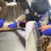 Una nuova squadra di grifoni in arrivo nei cieli della Sardegna