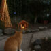 Concorso “Le migliori luminarie in Sardegna”: casa Deidda a Quartu