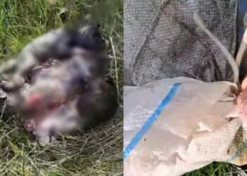 Carbonia, orrore a Is Urigus: tre  cuccioli di cane rinchiusi dentro un sacco e gettati via come se fossero spazzatura