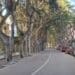 Rivoluzione in viale Merello a Cagliari, scatta la protesta: “Lasciate alberi, parcheggi e installate un autovelox”
