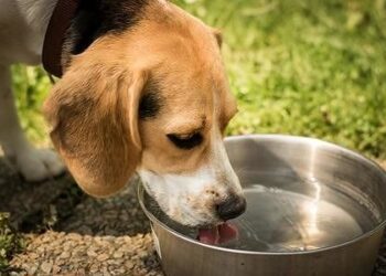 Ancora un caso di violenza contro gli animali: cane ucciso a calci nel giardino di casa a Oliena