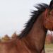 Ussana, investita ua cavalla che in grembo portava il suo cucciolo: l’animale giace in terra da ore