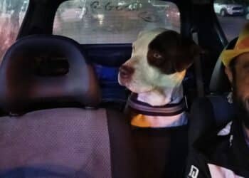 Aiutiamo Michele a ritrovare Bulma e Brumo, due Amstaff spariti nel nulla a Capoterra