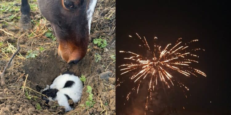 Sanluri, i botti uccidono una cagnolina: è morta per lo spavento