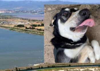 Orrore a Molentargius, cani seviziati nel cuore del parco: le terribili immagini riprese dalle videotrappole