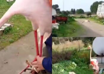 Giba, fenicottero rosa intrappolato nella lenza: salvato da una donna, poi riprende magicamente il suo volo