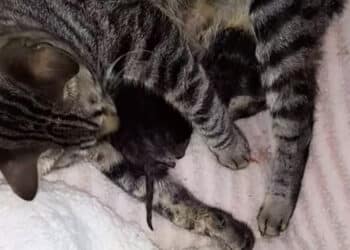 Selargius, mamma gatta trovata in strada sotto la pioggia con un cucciolo in bocca: salvata da una volontaria