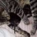 Selargius, mamma gatta trovata in strada sotto la pioggia con un cucciolo in bocca: salvata da una volontaria