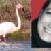 Masainas in lutto:  addio alla 48enne Francesca Piras, la donna che amava fotografare i fenicotteri