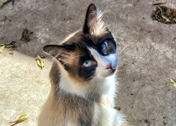 Sestu, colonia felina a rischio: un gatto è stato avvelenato, si teme per gli altri