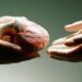 Dalla Sardegna in tutta Italia, gli organi di una giovane donna salvano 5 vite