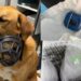Mangia la custodia degli Airpods e finisce sotto i ferri: lieto fine per un cagnolone a Bosa