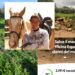 Quartu, la solidarietà abbraccia l’Officina Equestre dopo i danni del maltempo: raccolte migliaia di euro