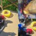 Tuerredda, pescano illecitamente polpi, ben 10 kg confiscati dalla Compagnia Barracellare: “Intensificheremo i controlli”