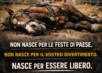 Il cavallo morto alla Sartiglia accende il dibattito nazionale, Rizzi: “Le vostre tradizioni continuano a uccidere”
