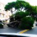 Forti raffiche di vento, a Cagliari crolla un pino in viale Diaz