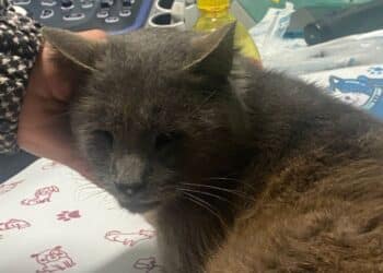 Radio Zampetta Sarda: Puma, vittima dell’indifferenza