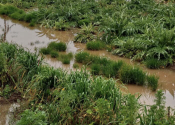 Samassi, dalla siccità allo stato di calamità naturale per piogge persistenti: colture sott’acqua e agricoltori disperati