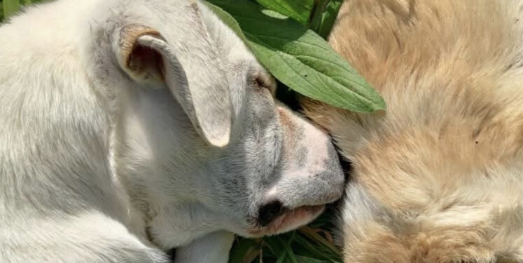 Samassi, sinergia di forze per salvare il cucciolo che ha vegliato per ore l’amico morto sul ciglio della strada
