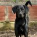La commovente storia di Aaron, il cane rimasto solo in cerca di una vera adozione del cuore