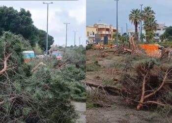 Monserrato, addio agli storici pini di via Cesare Cabras