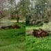 Serramanna, vento e pioggia fanno crollare due grossi alberi a Santa Maria